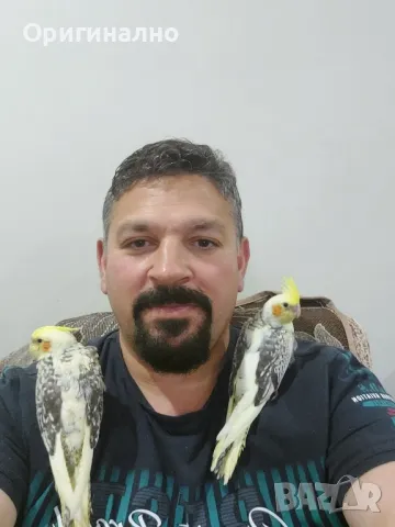 Малък александър , снимка 6 - Папагали - 50427491