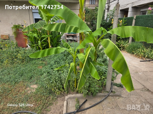 бананови палми Муса Баджо