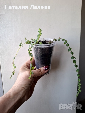 Колумнея, columnea microphylla, снимка 3 - Стайни растения - 52328749