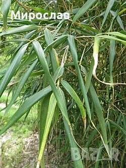 Продавам растения студоустойчив бамбук, снимка 8 - Градински цветя и растения - 54007138