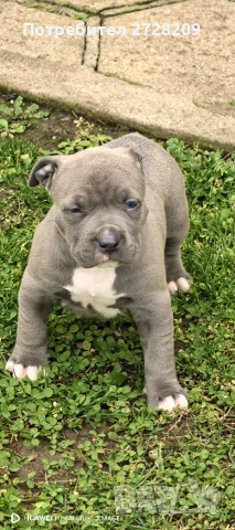 Американско Були Хл/American Bully XL , снимка 6 - Питбул - 53262294