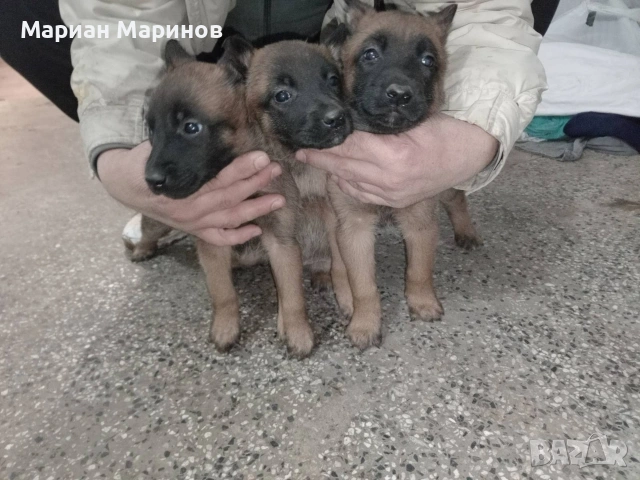 Белгийска овчарка- Малиноа, снимка 6 - Белгийска овчарка - 53195565