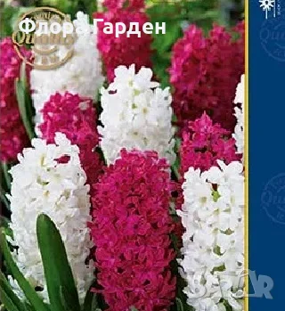Луковици ЗЮМБЮЛ - Предварителни поръчки, снимка 16 - Градински цветя и растения - 51033126
