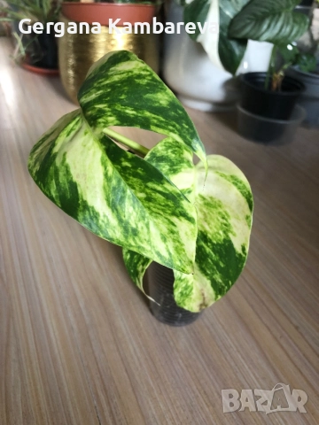 Epipremnum pinnatum Yellow Flame , снимка 3 - Стайни растения - 52019320