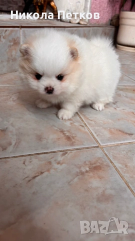 Померан мини , снимка 9 - Померан - 53099625