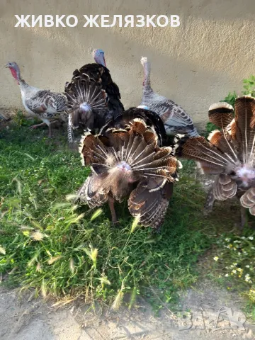 Продавам домашно гледани пуйки, снимка 9 - Кокошки и пуйки - 49611876