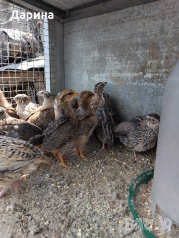 Пъдпъдъци, снимка 6 - Кокошки и пуйки - 54235677