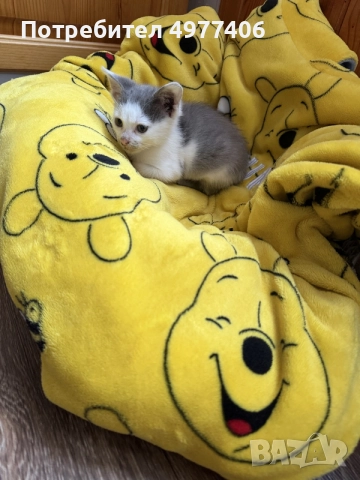 Подарявам котенце., снимка 4 - Други - 56474690