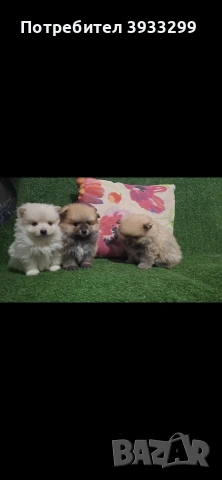 Померан мини померанчета, снимка 10 - Померан - 53930972
