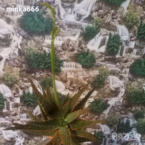 Рядък вид алое, снимка 2 - Стайни растения - 42214509