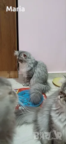 Персийски котета, снимка 13 - Персийска - 47166109