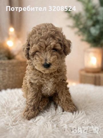 Той пудел момиче