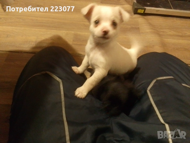 Пинчер, снимка 14 - Пинчер - 53012866