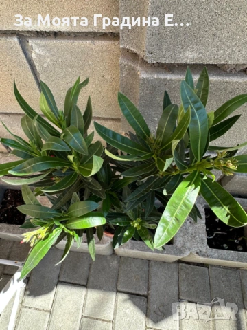 Зокум - Олеандър, снимка 9 - Градински цветя и растения - 54108958