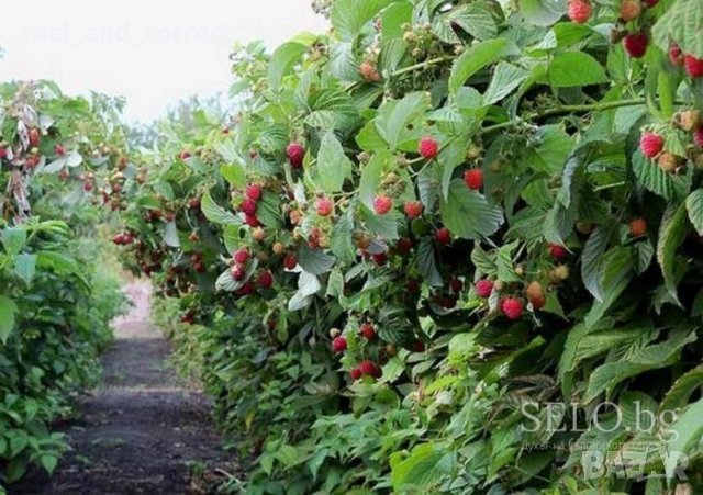 Целогодишни СУПЕР СЛАДКИ И МНОГО ЕДРИ Био разсад Ягоди и Малини, снимка 6 - Разсади - 30518085