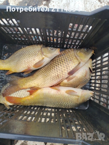 Жива риба Шаран всякакви размери , снимка 2 - Други - 53929570