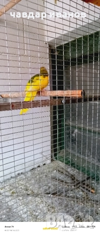 вълнисти папагали, какарики , снимка 7 - Папагали - 52411146