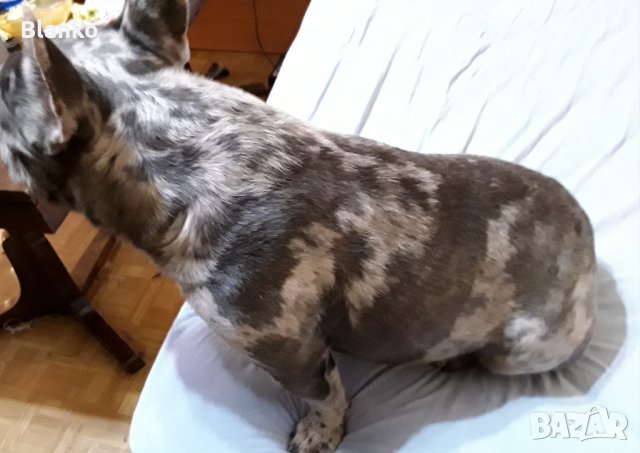  Френски булдог Синьо Мерле / Blue Merle за разплод, снимка 3 - Френски булдог - 35118631