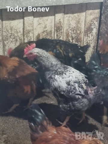 Продавам или разменям за ярки млади домашни петлета, снимка 10 - Кокошки и пуйки - 51544238