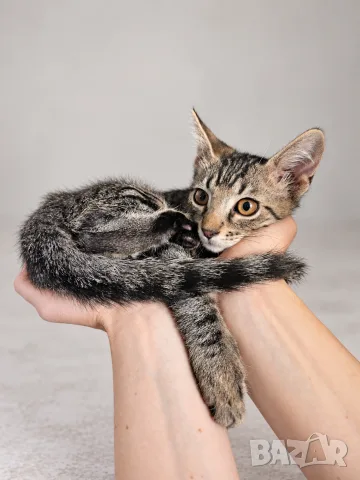 Подарявам коте/Коте търси дом