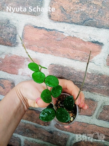 Хоя . Hoya cv Chouke , снимка 3 - Стайни растения - 51915033