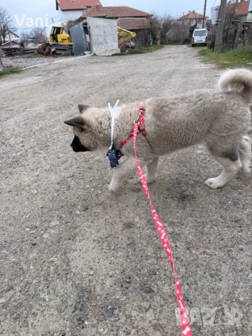 Американска акита , снимка 2 - Акита - 52944490