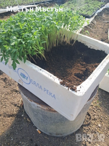 Разсад розов домат магия- макс