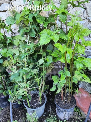 Бяла бреза, снимка 7 - Разсади - 50568007