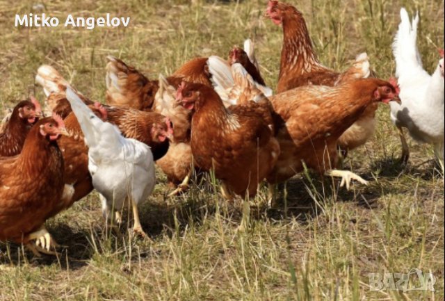 Домашни яйца, снимка 2 - други­ - 40778099