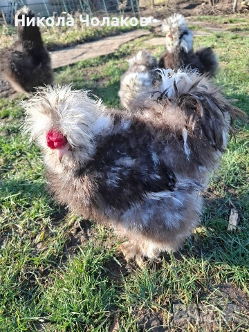 Американски копринки яйца 