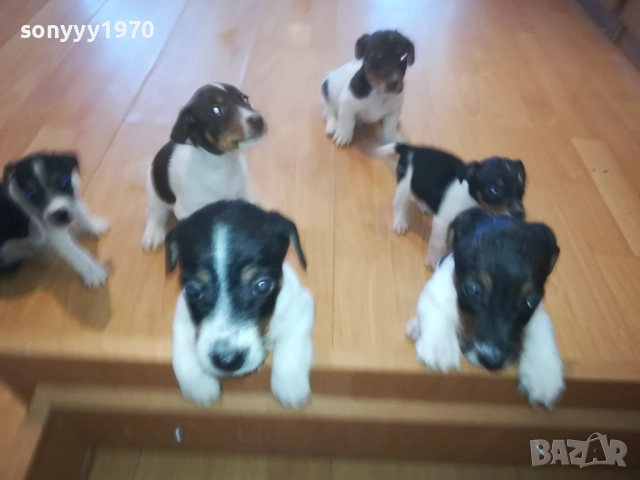 КУЧЕНЦА ДЖАК РЪСЕЛ 250ЛВ ЗА БРОЙ 1510251740, снимка 14 - Джак ръсел териер - 52065544