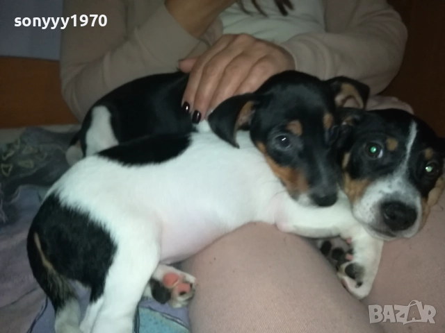 ДЖАК РЪСЕЛ БЕБЕ ПО ИЗБОР-ЖЕНСКО 2910250723, снимка 6 - Джак ръсел териер - 52219038