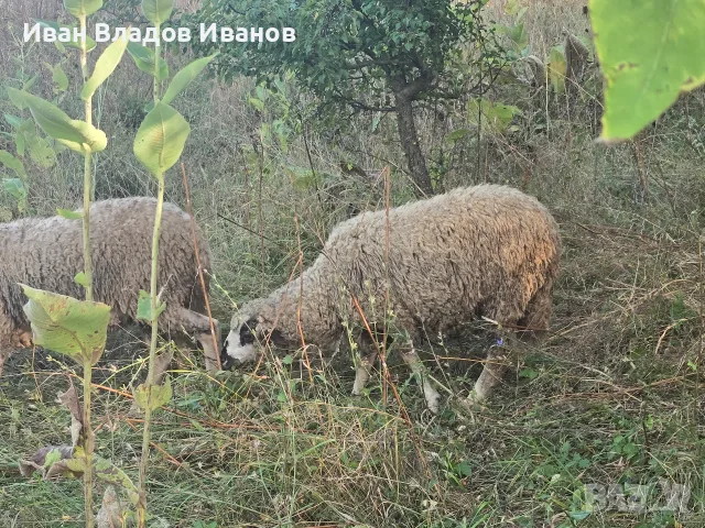 Био агнета-шилета 40-70 кг – 6 €/кг, снимка 3 - Овце - 55866270