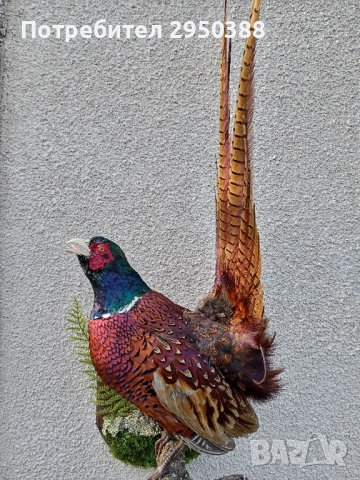 ПРЕПАРИРАН МЪЖКИ ФАЗАН , снимка 2 - Колекции - 51457407