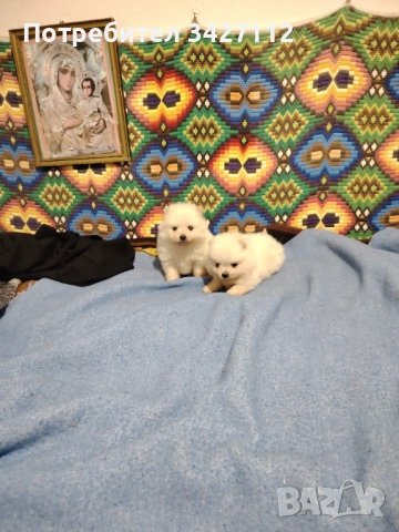 Померански шпиц 