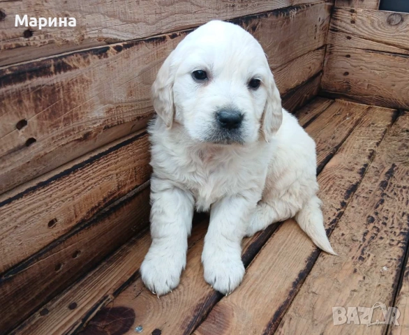 Голдън ретривър мъжки и женски, снимка 3 - Голдън ретривър - 53019010