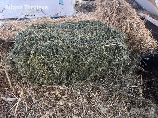 Бали сено и лицерна