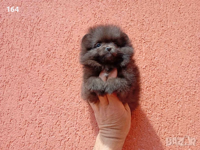 Женски Померани. Реални снимки от 29.04.2026 г. 