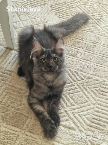 котенца Мейн Куун, снимка 14 - Мейн кун - 55670869