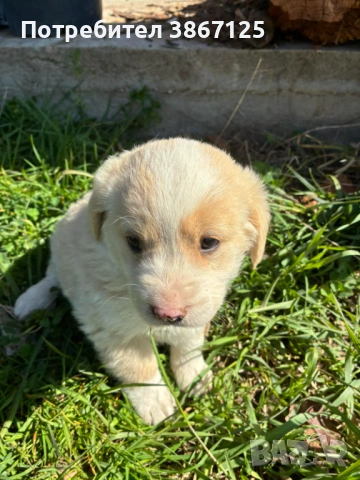 Кученца, снимка 2 - Други - 54099667