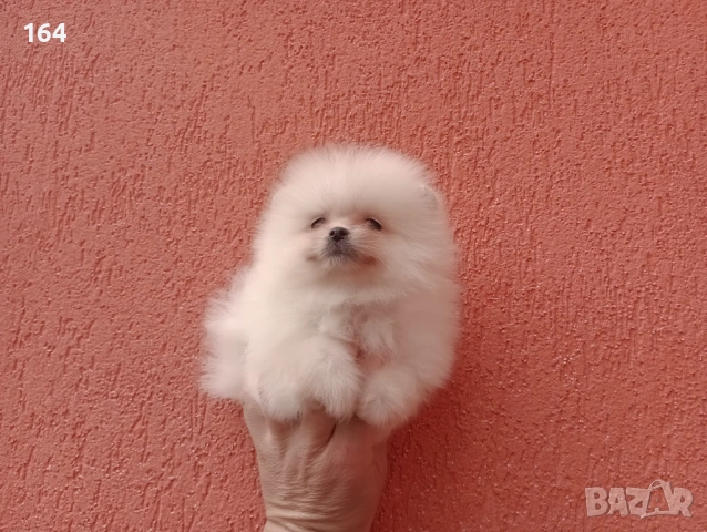 Мъжки и женски Померани.  Реални снимки от 22.03.26 г. , снимка 6 - Померан - 53923472