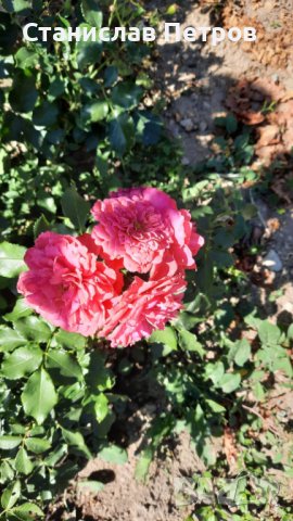 Разсад градинска роза , снимка 8 - Разсади - 37478861