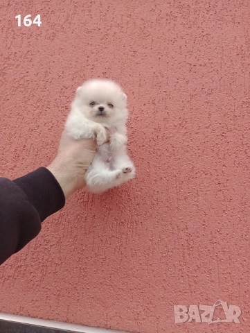 Померан. Мини момченце. Снимки от 23.12.25 г. , снимка 3 - Померан - 52885649