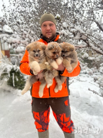 Акита Ину прекрасни кученца , снимка 4 - Акита ину - 52896168