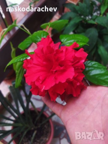 Китайска роза цвят червен пълен кичест , снимка 10 - Стайни растения - 39052746