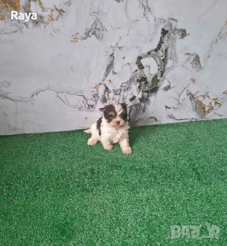 Бивър йорки 