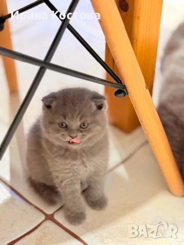 Малки клепоухи Британчета