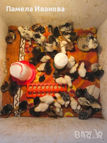 Пиленца Амрок,Шведска цветна и кръстоска 