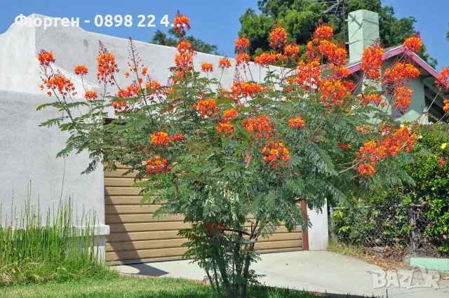 Цезалпиния пулхерима – Caesalpinia pulcherrima