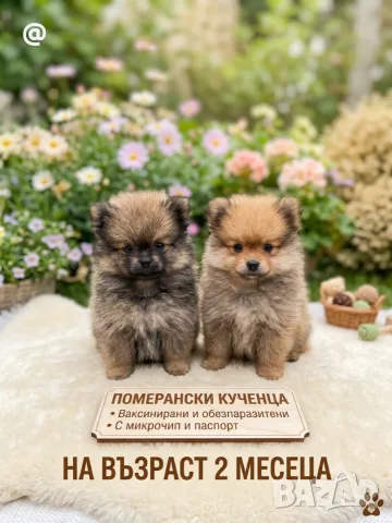 Померан померанчета момичета !, снимка 4 - Померан - 56075199